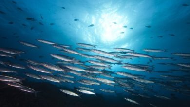 Фото - Учёные пытаются побороть устойчивость к антибиотикам с помощью рыбьей слизи