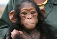 Фото - У шимпанзе обнаружили болезнь Альцгеймера