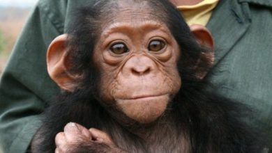 Фото - У шимпанзе обнаружили болезнь Альцгеймера
