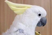 Фото - Московские врачи спасли попугая-неврастеника