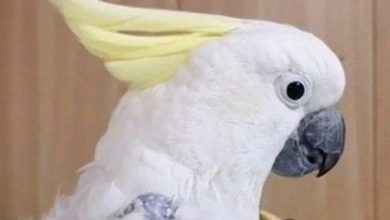 Фото - Московские врачи спасли попугая-неврастеника
