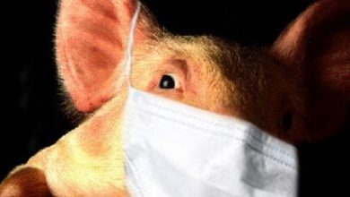 Фото - В Китае обнаружен новый штамм вируса свиного гриппа