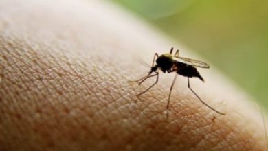 Фото - Учёные выяснили, как комары выбирают себе жертву