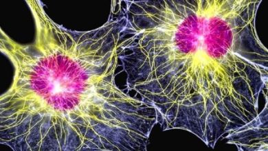 Фото - Стволовые клетки впервые использовали для лечения болезни Паркинсона