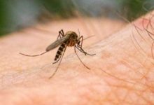 Фото - Каждый шестой россиянин уверен, что комары переносят ВИЧ