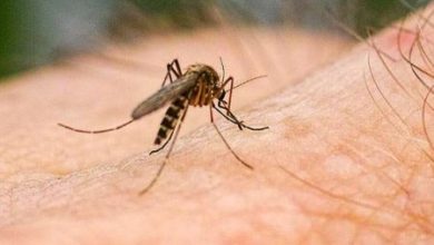 Фото - Каждый шестой россиянин уверен, что комары переносят ВИЧ